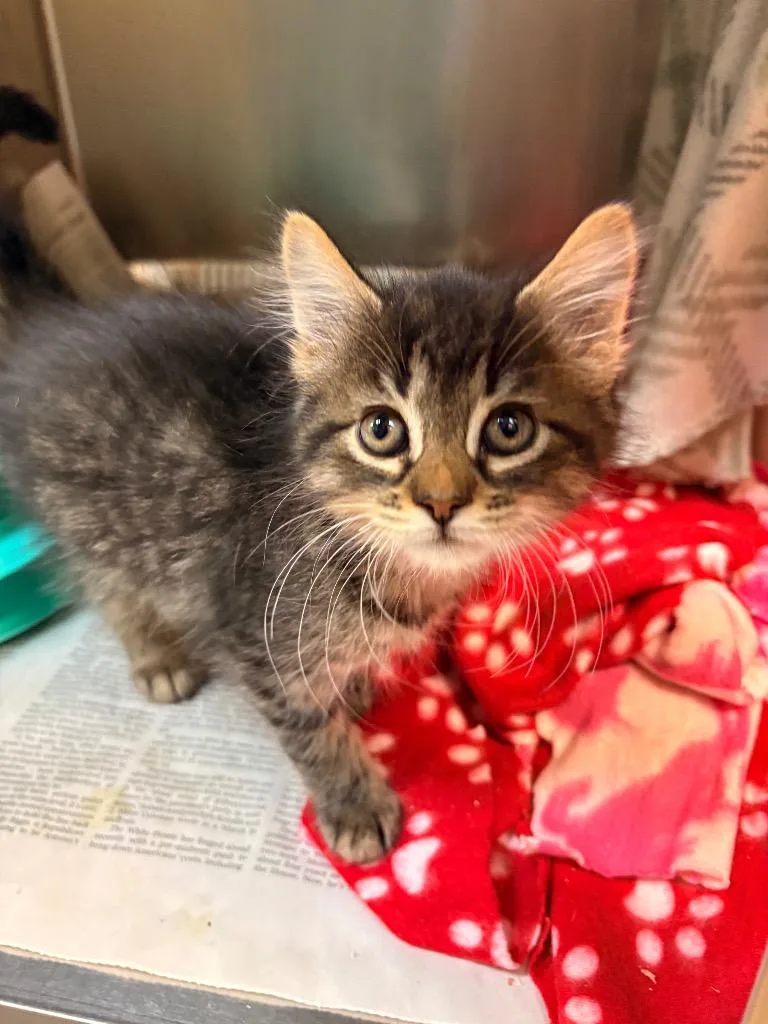 A baby small-sized female Domestic Short Hair cat named Toast for adoption in Detroit, MI