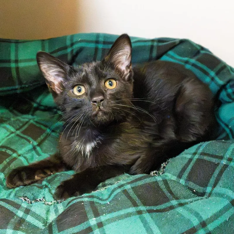 A baby small-sized male Black Domestic Short Hair cat named Constellation for adoption in South Elgin, IL