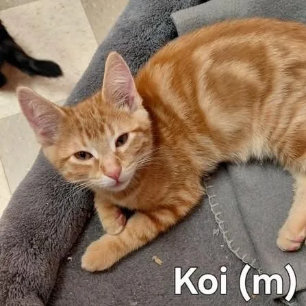 Koi thumbnail 2