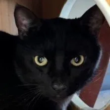 An adult extra large-sized male Black Domestic Short Hair cat named Jordan for adoption in Shawnee, KS