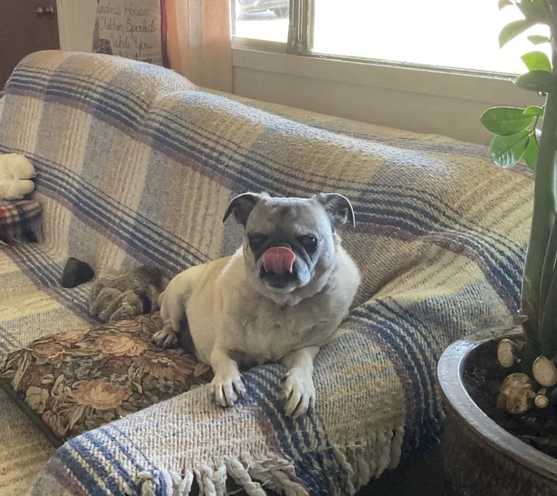 An adult small-sized female Apricot / Beige Pug dog named Chloe for adoption in Mesa, AZ