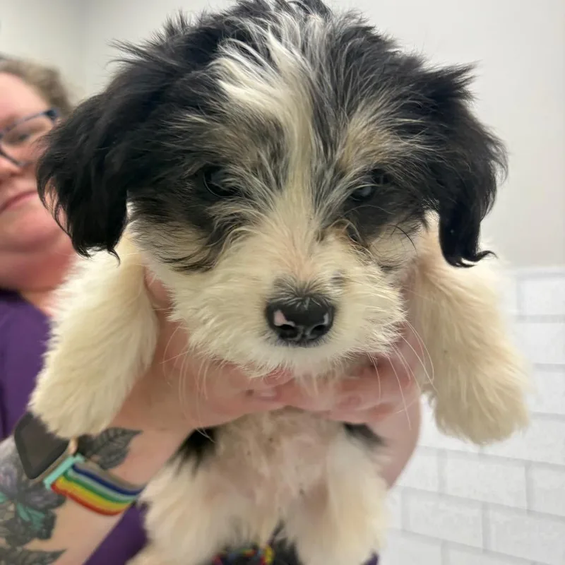 A baby small-sized female Black Terrier dog named Aspen for adoption in Morganton, NC