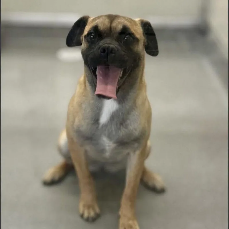 An adult small-sized female Brown / Chocolate Pug dog named Autumn for adoption in Apple Valley, CA