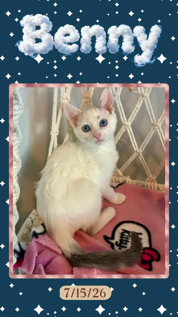 A baby small-sized male Domestic Short Hair cat named Benny for adoption in Ogden, UT