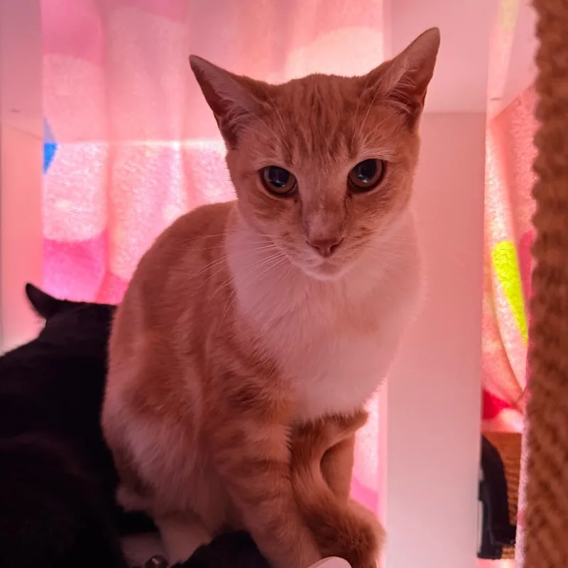 A young medium-sized male Orange / Red Domestic Short Hair cat named Taffy for adoption in Santa Barbara, CA