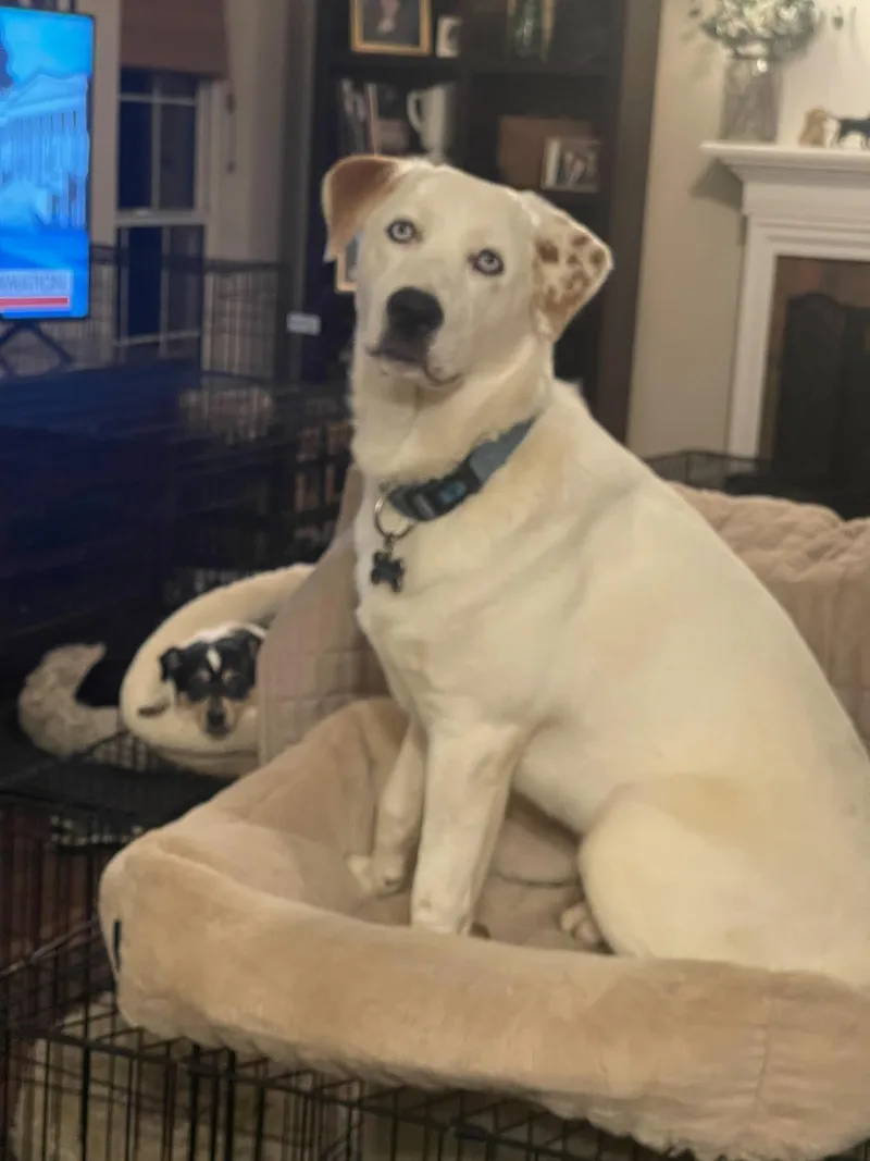 An adult large-sized male Great Pyrenees dog named Donner for adoption in Cumming, GA
