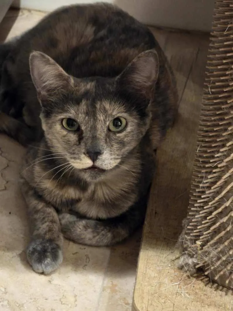 Lyric Globe thumbnail 2