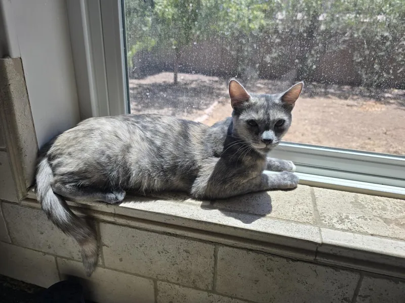 Lyric Globe thumbnail 3