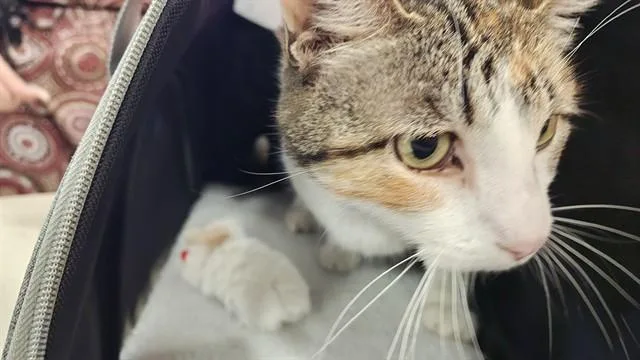 A senior large-sized female Domestic Short Hair cat named Cubby for adoption in Louisville, KY
