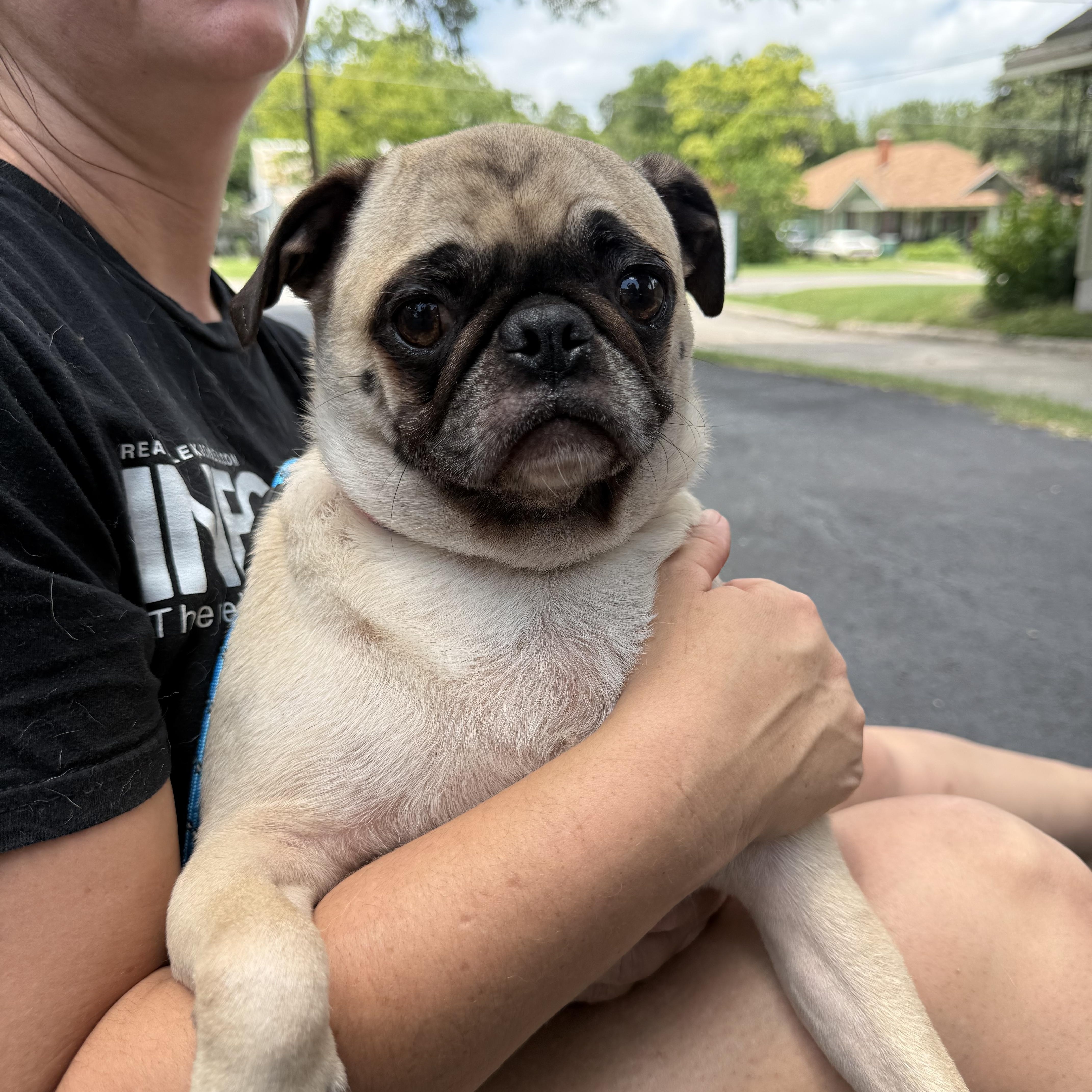 An adult small-sized female Yellow / Tan / Blond / Fawn Pug dog named PUGS we have PUGS for adoption in Lockhart, TX