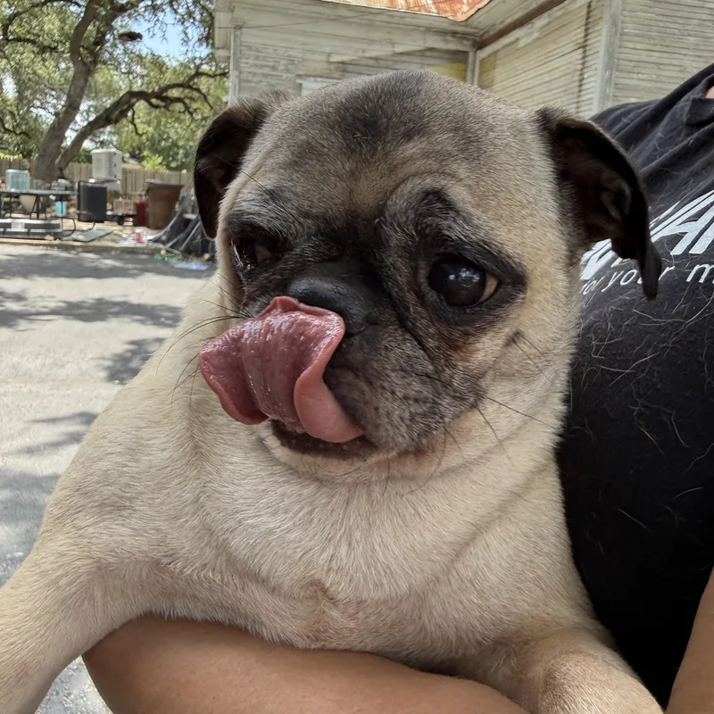 PUGS we have PUGS thumbnail 2