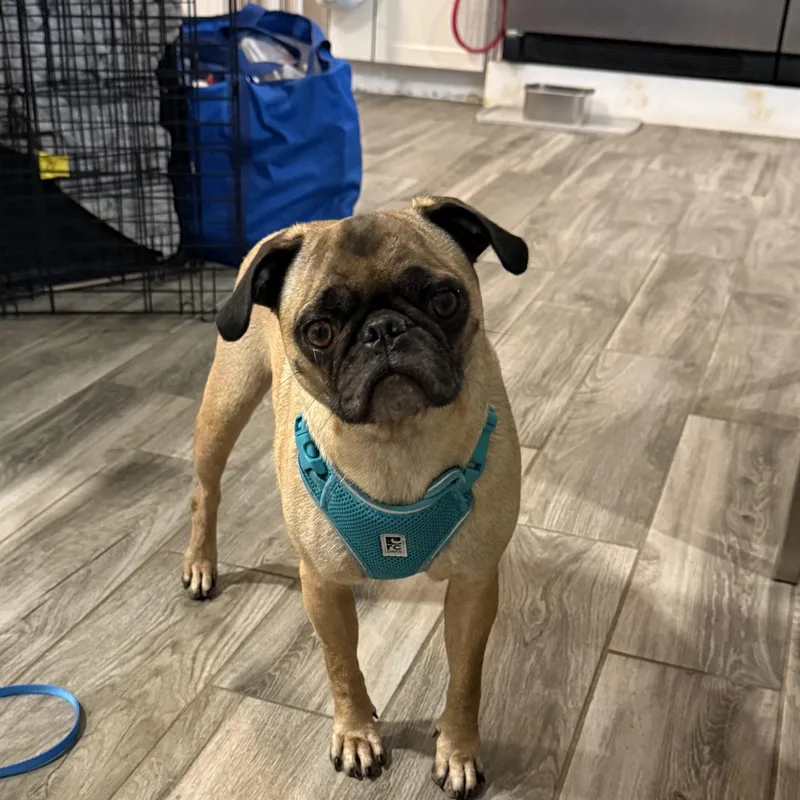 PUGS we have PUGS thumbnail 3