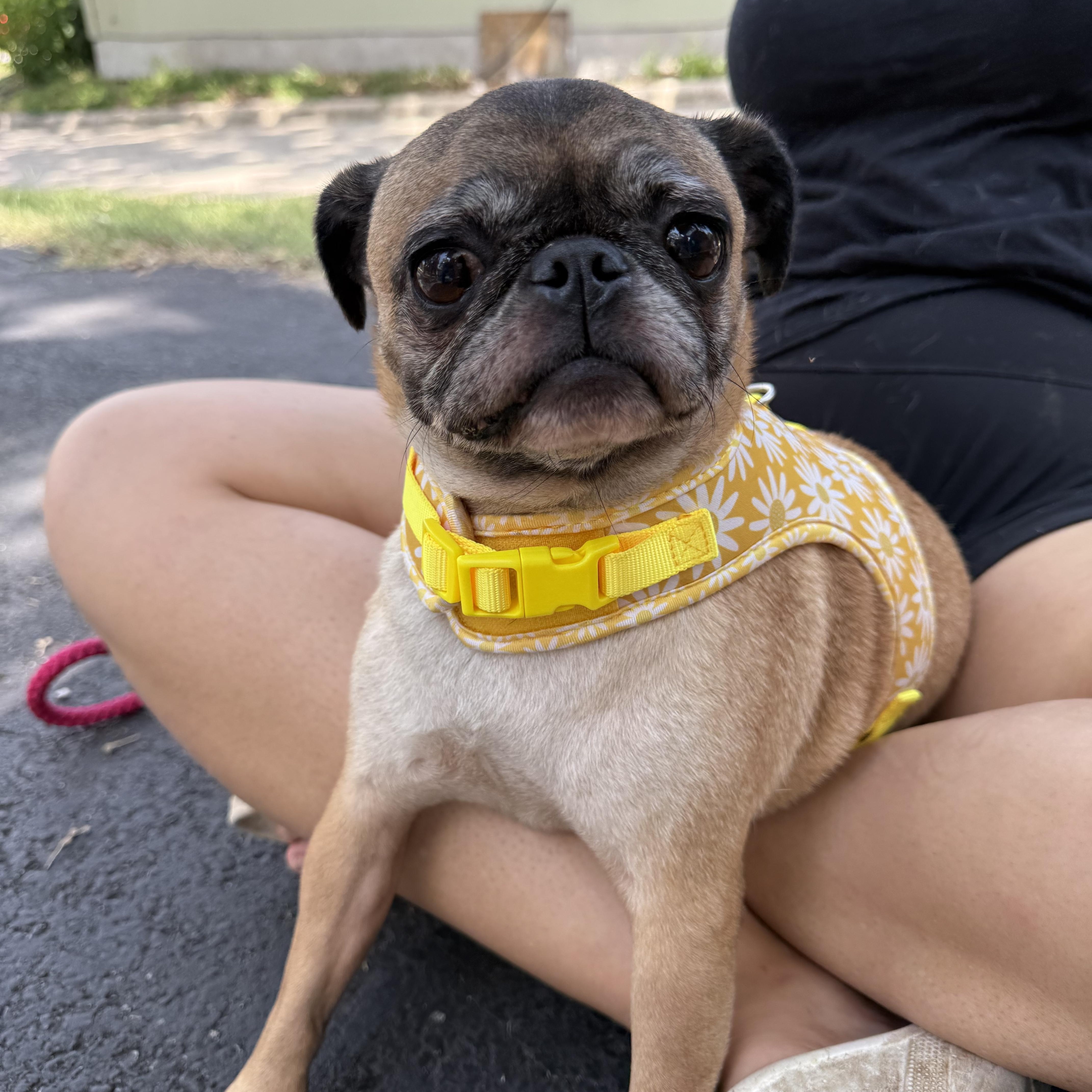 PUGS we have PUGS thumbnail 5
