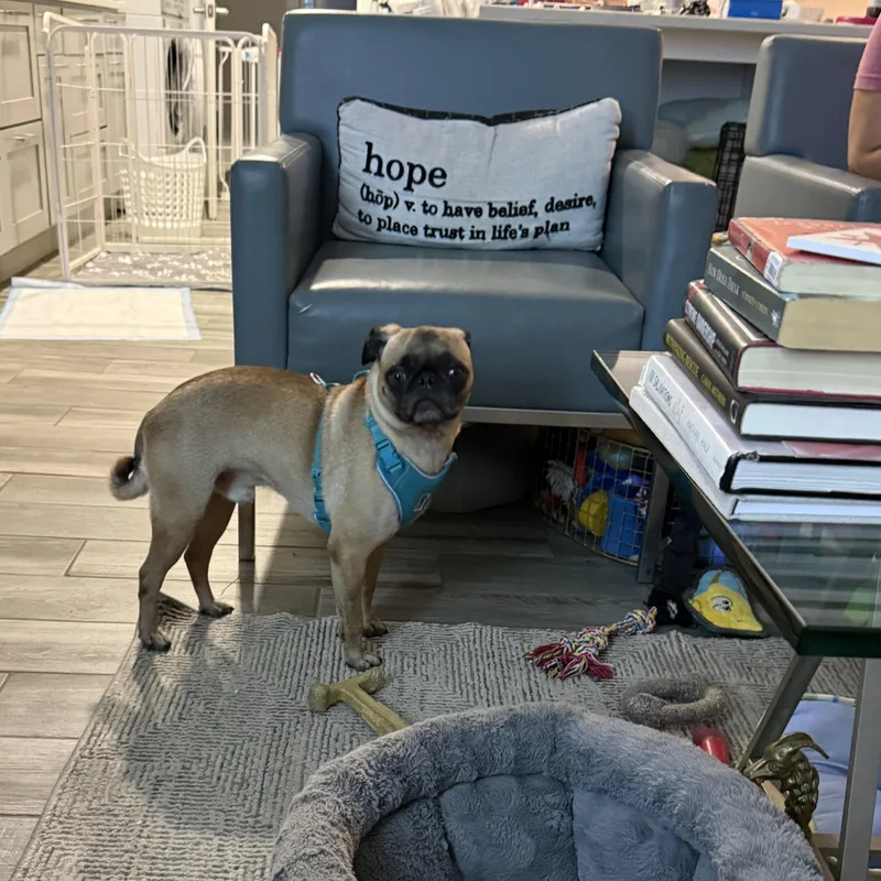 PUGS we have PUGS thumbnail 6