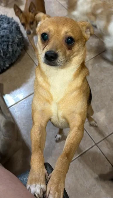 A young small-sized male Chihuahua dog named Robin in TX for adoption in Cranston, RI