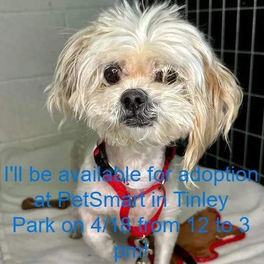 An adult small-sized male Yellow / Tan / Blond / Fawn Mixed Breed dog named Dante for adoption in Matteson, IL