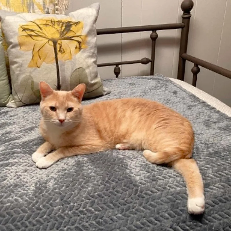 A senior medium-sized male Tabby (Orange / Red) Tabby cat named Huron for adoption in Greensburg, PA