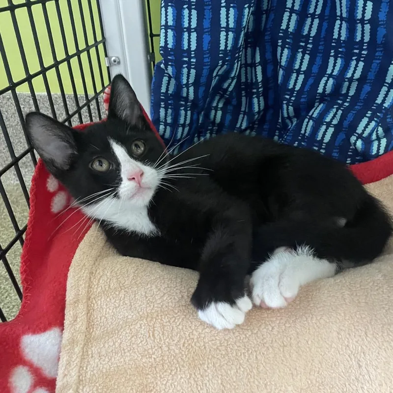 A baby small-sized male Black Domestic Short Hair cat named Hardees for adoption in Chicago, IL