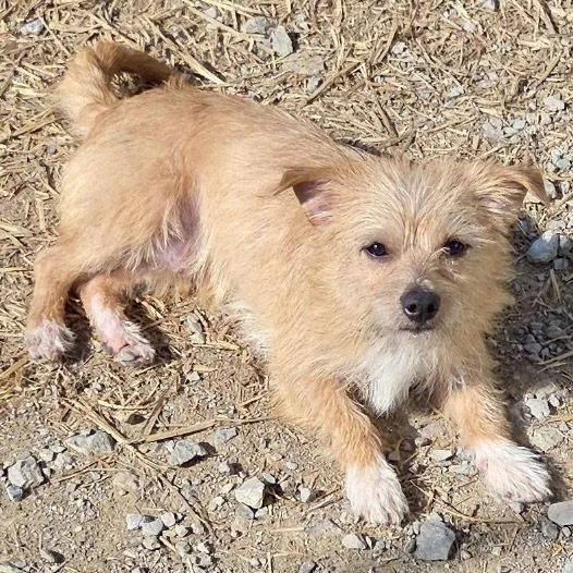 A young small-sized male Yellow / Tan / Blond / Fawn Norfolk Terrier dog named Oscar for adoption in Norwood, OH