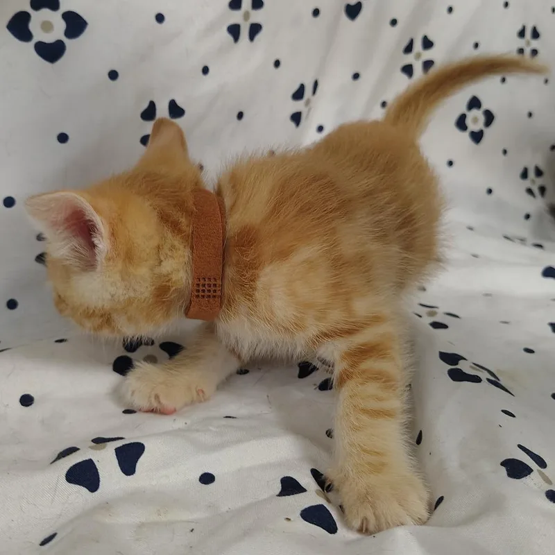 A baby small-sized male Orange / Red Domestic Short Hair cat named Namib for adoption in Coos Bay, OR