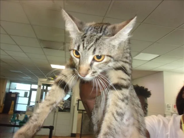 A young medium-sized female Domestic Short Hair cat named Bobbi for adoption in Van Nuys, CA