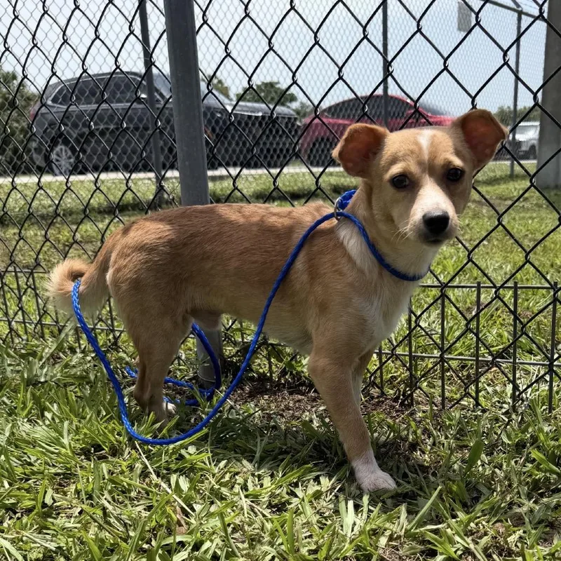 An adult small-sized male Yellow / Tan / Blond / Fawn Chihuahua dog named My My for adoption in Hobe Sound, FL