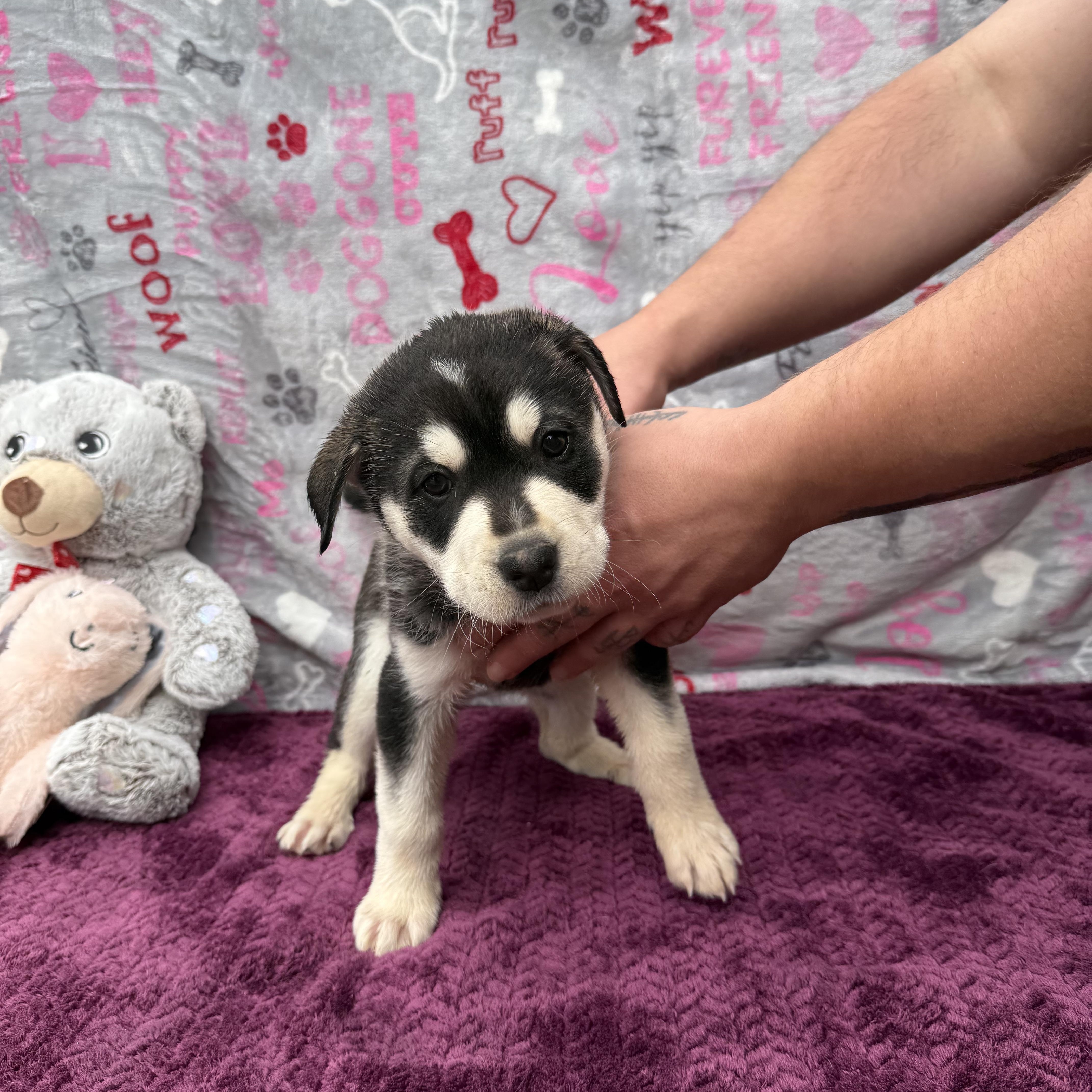 A baby medium-sized female Husky dog named Buffy for adoption in Guthrie, OK