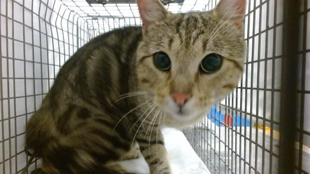 A young small-sized male Domestic Short Hair cat named Joseph for adoption in Miami, FL