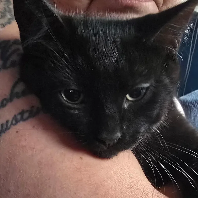 A baby small-sized female Black Domestic Short Hair cat named Esme for adoption in Klamath Falls, OR
