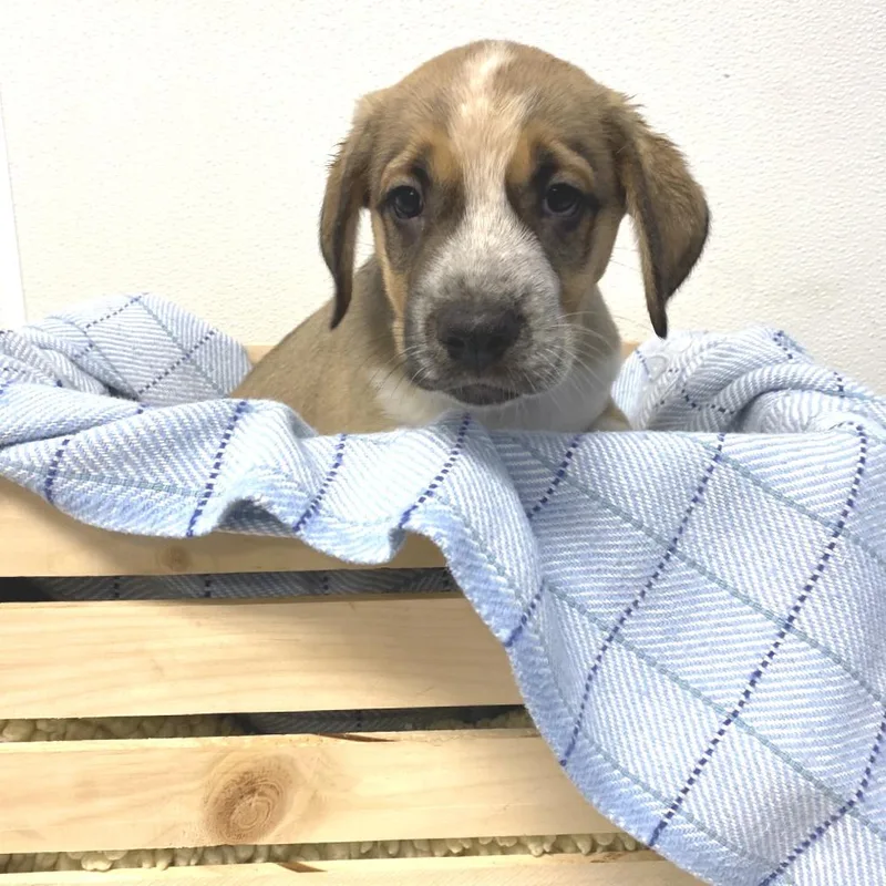 A baby medium-sized male Brown / Chocolate Labrador Retriever dog named Spunky for adoption in Belleville, IL