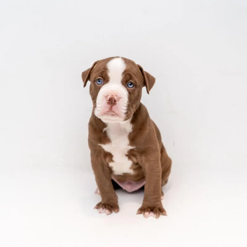 A baby small-sized male Brown / Chocolate Retriever dog named Dean for adoption in New York, NY