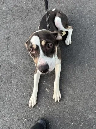 An adult medium-sized male Mixed Breed dog named Mr M for adoption in West Chester, PA