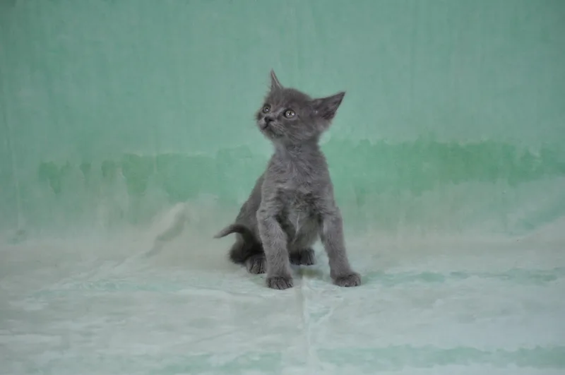 A baby medium-sized male Gray / Blue / Silver Domestic Short Hair cat named Chewey for adoption in Union Gap, WA