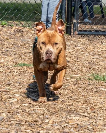 An adult large-sized female Mixed Breed dog named Adelaide for adoption in Chamblee, GA