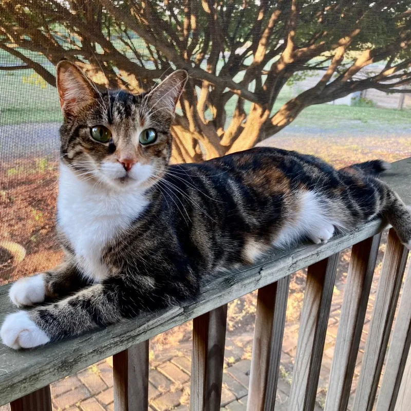 An adult small-sized female Calico Domestic Medium Hair cat named Annie for adoption in Winston Salem, NC