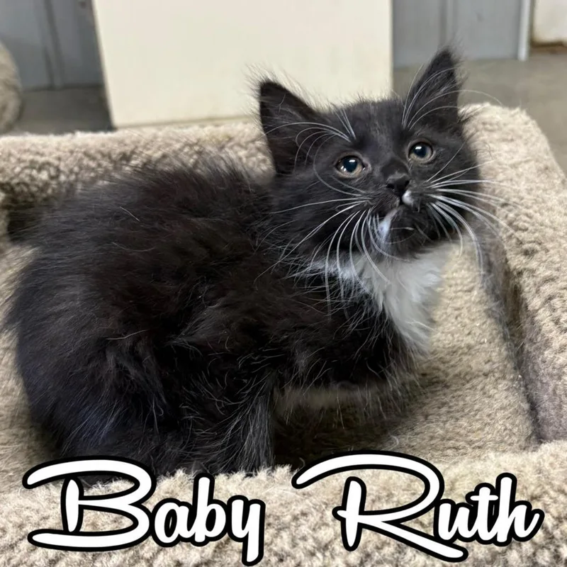 A baby small-sized female Domestic Short Hair cat named Baby Ruth for adoption in Hillsboro, OH
