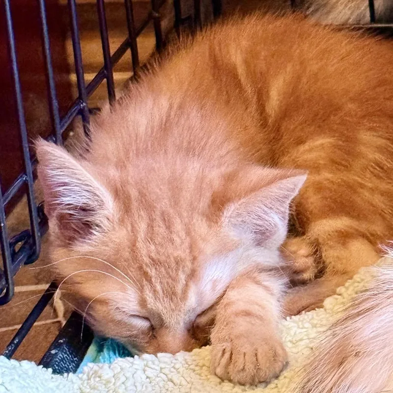 A baby small-sized male Orange / Red Domestic Short Hair cat named Otis for adoption in Marion, IL