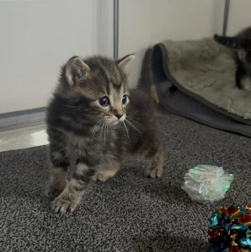 A baby medium-sized female Tabby (Brown / Chocolate) Domestic Short Hair cat named Soliece for adoption in Rochester Hills, MI