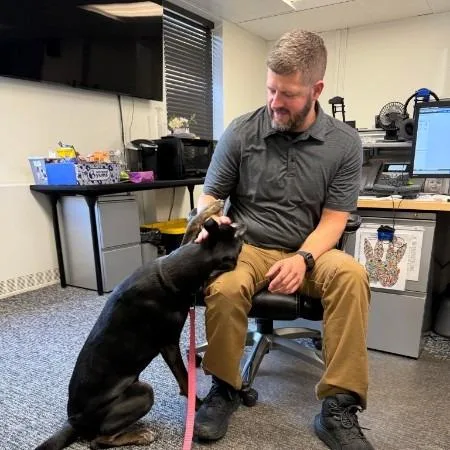 An adult medium-sized female Black Labrador Retriever dog named Daisy for adoption in Erie, PA