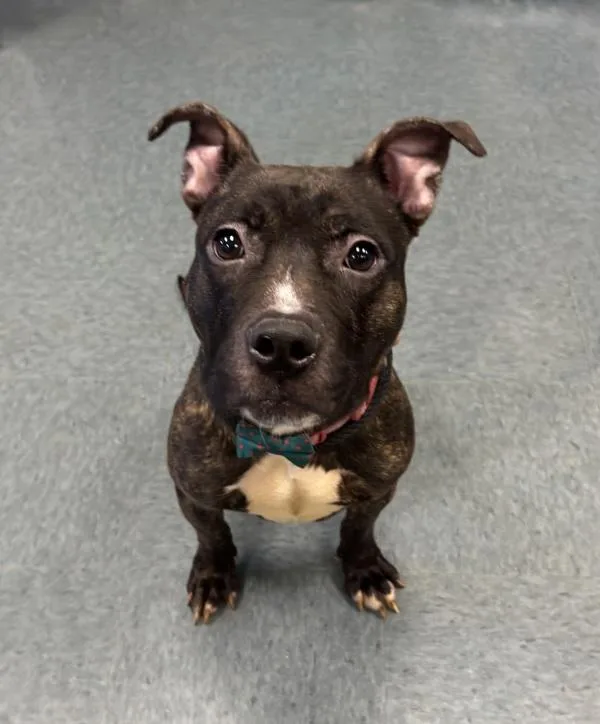 An adult medium-sized female Pit Bull Terrier dog named I'm Not Really a for adoption in Richmond, VA