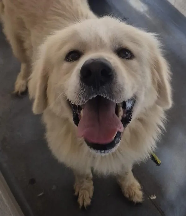 An adult large-sized female Great Pyrenees dog named Brooklyn for adoption in Dallas, GA