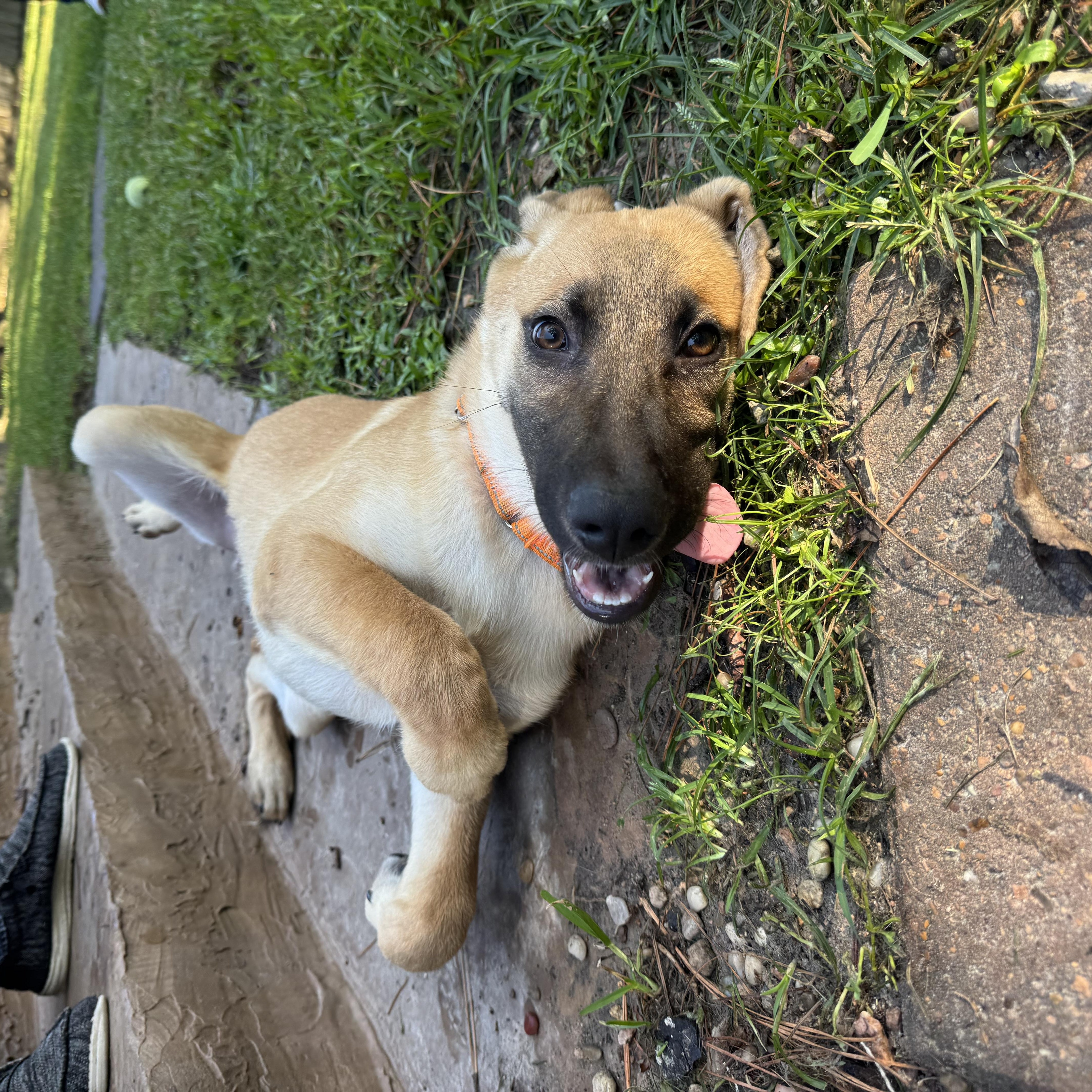 A young medium-sized female Apricot / Beige German Shepherd Dog dog named Emery for adoption in Humble, TX