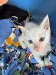 A baby medium-sized male Flame Point Domestic Short Hair cat named Copper for adoption in Chico, CA