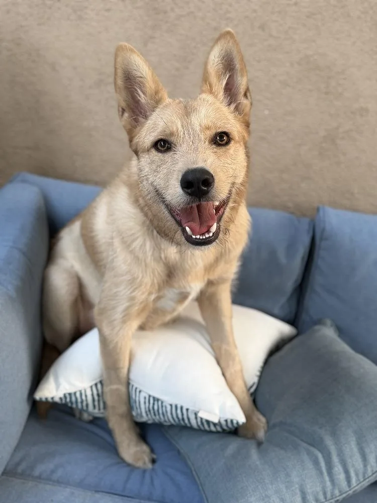 A young medium-sized male Brown / Chocolate Terrier dog named Dugout for adoption in Canyon Country, CA