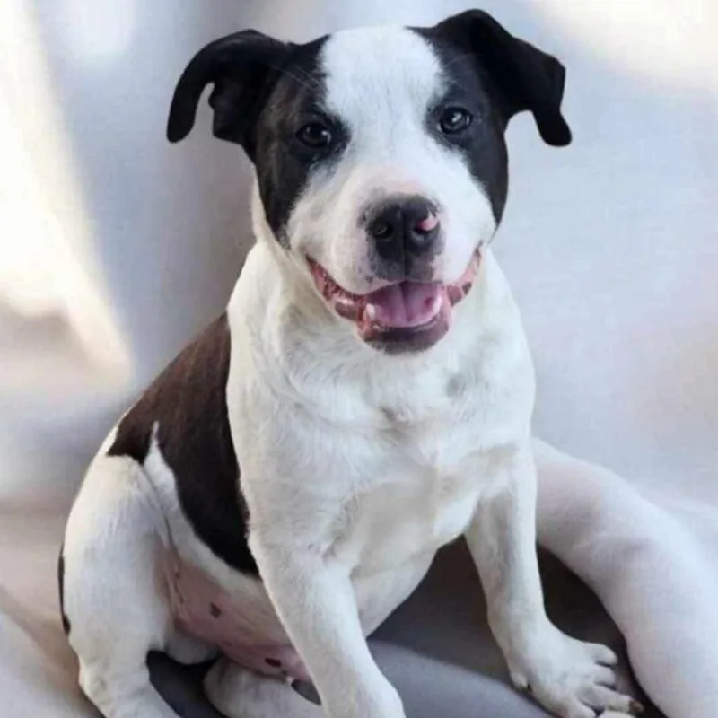 Bull Lee Tucker thumbnail 2