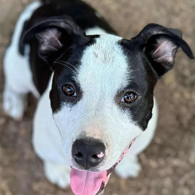 Bull Lee Tucker thumbnail 3