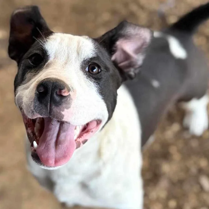 Bull Lee Tucker thumbnail 4