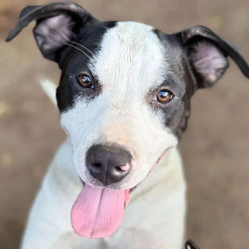 Bull Lee Tucker thumbnail 5