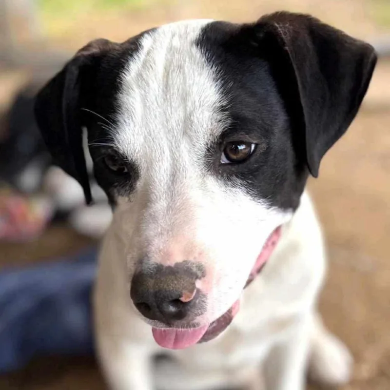 Bull Lee Tucker thumbnail 6