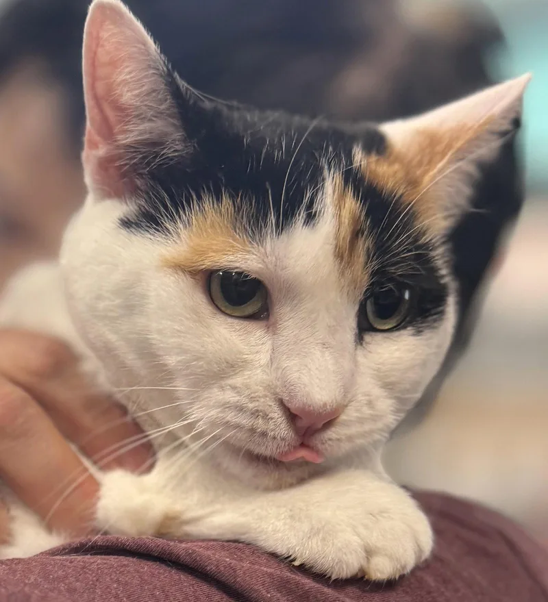 A senior medium-sized female Domestic Short Hair cat named Reese Whiskerspoon for adoption in Brooklyn, NY